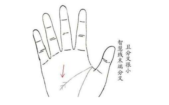 手相爪字纹的女人命运 爪子纹的人聪慧过人