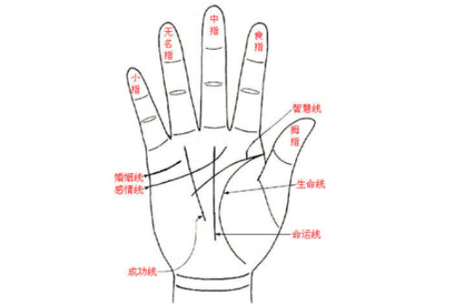 手相各种纹路图解 生命力旺盛事事重感情的
